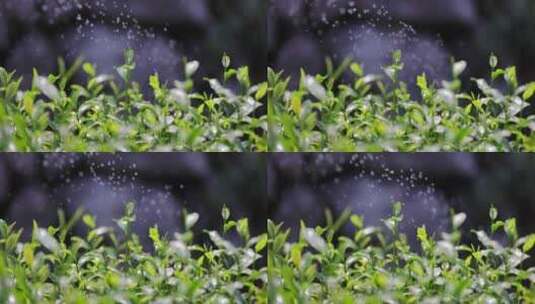 茶园茶叶4k升格慢镜 嫩芽 雨水 浇水高清在线视频素材下载