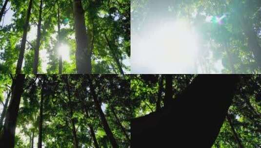 逆光下的大树花草高清在线视频素材下载