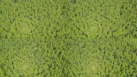 航拍俯视绿色森林树林高清在线视频素材下载