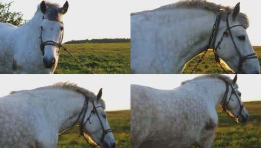 阳光下草原上的白马高清在线视频素材下载