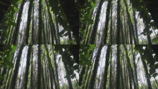 森林树木大自然高清在线视频素材下载