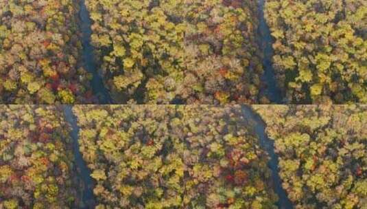 航拍东北秋季多彩森林与河流高清在线视频素材下载