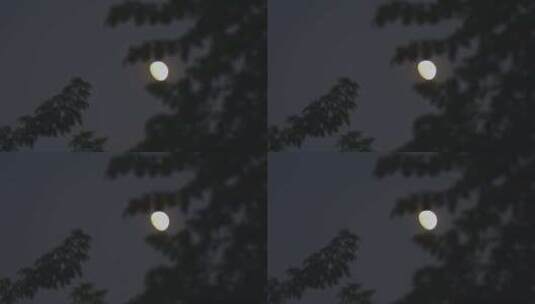 傍晚树梢上的月亮上弦月高清在线视频素材下载