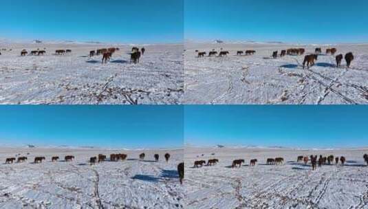 冬日蒙古马高清在线视频素材下载