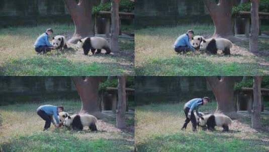 饲养员喂熊猫高清在线视频素材下载