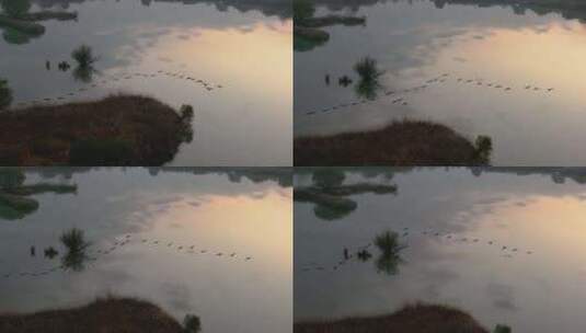 西安灞河的候鸟高清在线视频素材下载