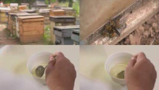原生态大山野花蜂蜜养蜂高清在线视频素材下载
