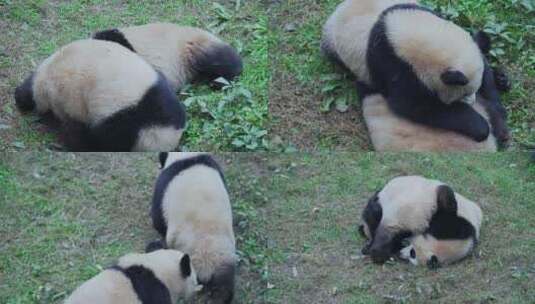 国宝大熊猫高清在线视频素材下载