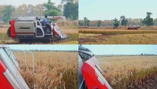 秋天收割机稻田干活场景高清在线视频素材下载