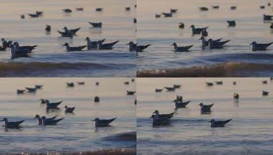 清晨海面海鸥高清在线视频素材下载