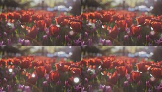 郁金香 花卉 植物高清在线视频素材下载