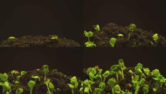 植物种子生根发芽生长动画高清在线视频素材下载
