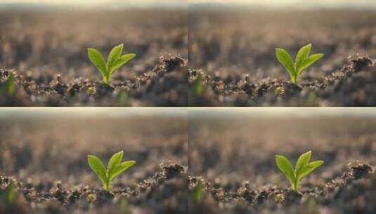 新生的植物万物复苏种子发芽成长的植被萌芽高清在线视频素材下载
