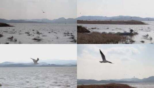 贵州省毕节市威宁县草海景区海鸥高清在线视频素材下载