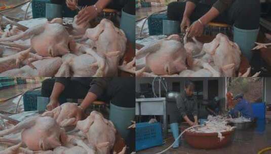鸡肉工厂清洗屠宰好的鸡肉高清在线视频素材下载