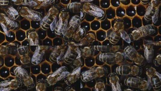 蜜蜂家族在蜂巢工作的宏观镜头。蜜蜂在蜂巢高清在线视频素材下载