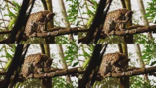 玛吉猫在户外吃了一只鸟后舔了舔树枝上的爪高清在线视频素材下载
