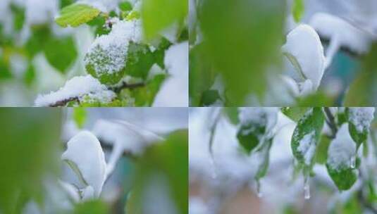 春雪特写、春雪落在树上高清在线视频素材下载