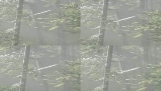 在宁静的中国风景中，一棵被薄雾包围的宁静高清在线视频素材下载