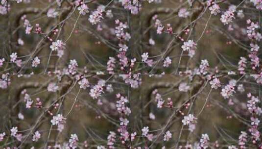 春天盛开的粉色桃花山桃花朵全景满画幅高清在线视频素材下载