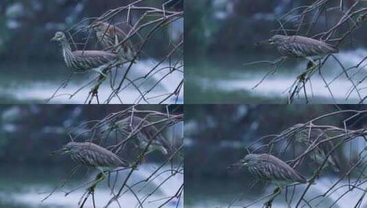 树枝上的池鹭 两只池鹭 2199高清在线视频素材下载