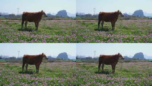 春天牛在紫云英田野里吃草高清在线视频素材下载