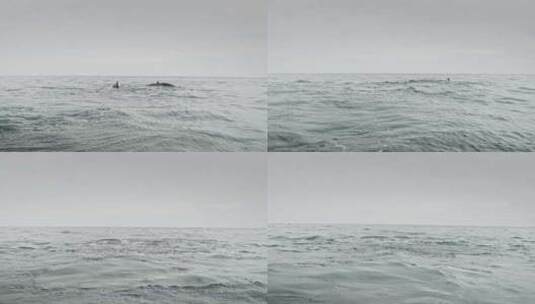 座头鲸在海洋水中游泳的慢动作高清在线视频素材下载