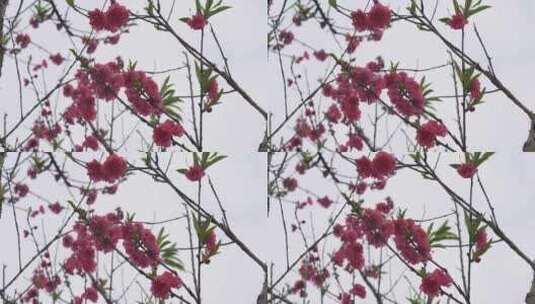 春天桃花花朵花瓣花开绽放高清在线视频素材下载