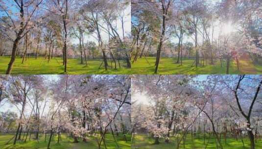 湖北武汉东湖樱花园樱花盛开高清在线视频素材下载