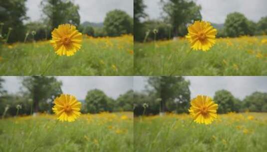 春天金黄色花朵金鸡菊高清在线视频素材下载