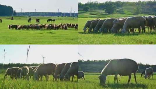 草原上放牧的羊群生态农业高清在线视频素材下载