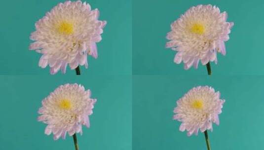 纯色背景下的花朵高清在线视频素材下载