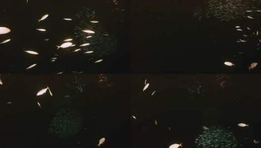 夜间海底游动的鱼群【4K】高清在线视频素材下载