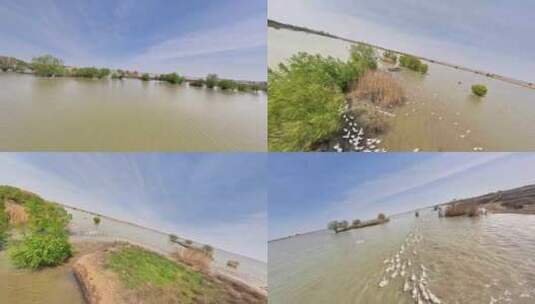 穿越机航拍邵伯湖湖泊河岸滩地家禽鹅群高清在线视频素材下载