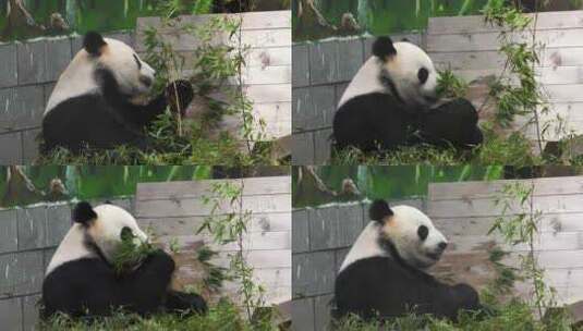 实拍正在吃竹子的大熊猫高清在线视频素材下载