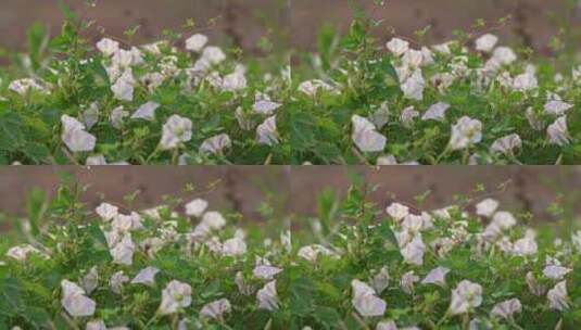 牵牛花特写高清在线视频素材下载