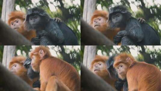 爪哇苏里里猴一家在树上休息高清在线视频素材下载
