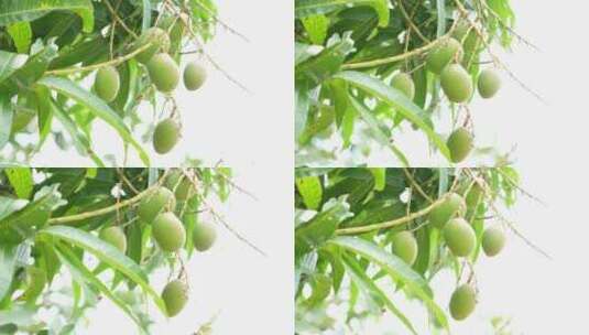 树上的芒果实拍高清在线视频素材下载