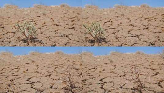 干旱土地上的活植物和死植物概念性视频高清在线视频素材下载