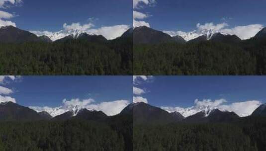 林芝波密岗云杉林蓝天雪山和森林高清在线视频素材下载