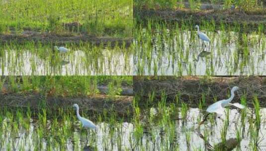 航拍水稻田池鹭白鹭觅食飞翔栖息插秧秧苗高清在线视频素材下载