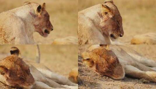 母狮，Safari，南非，捕食者高清在线视频素材下载