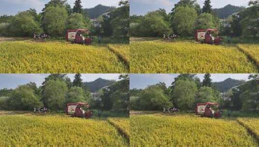赣南稻田丰收高清在线视频素材下载