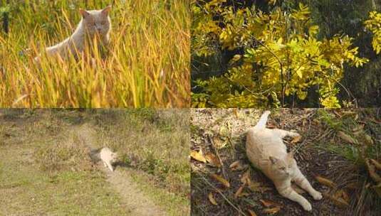 秋天出游橘猫猫咪野外玩耍治愈自由高清在线视频素材下载