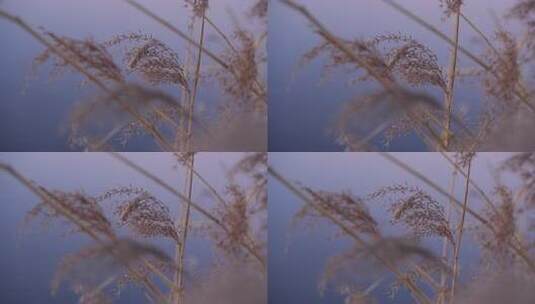 芦苇 秋末 初冬 金色高清在线视频素材下载