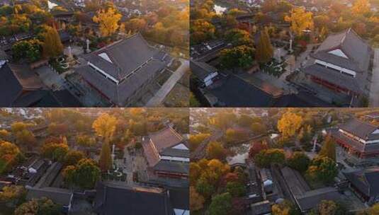 浙江嘉兴梅花洲石佛寺千年银杏航拍高清在线视频素材下载