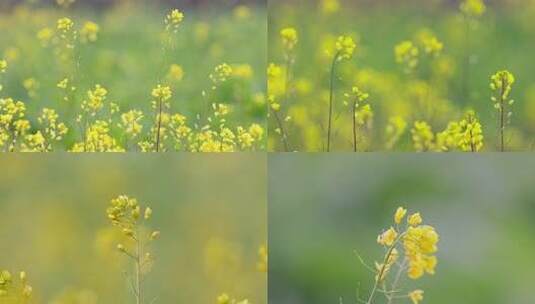 暖冬的油菜花开的早高清在线视频素材下载