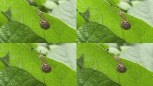 叶子下的小蜗牛高清在线视频素材下载