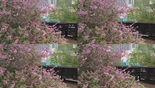 航拍国内柳州市紫荆花高清在线视频素材下载