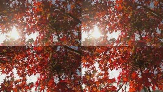 秋天里的红色枫叶红枫叶高清在线视频素材下载